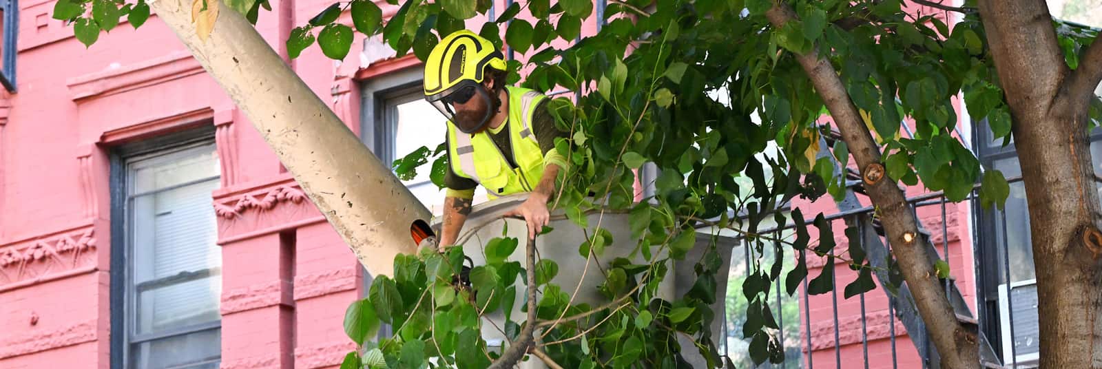 ISA Certified Arborist consultation