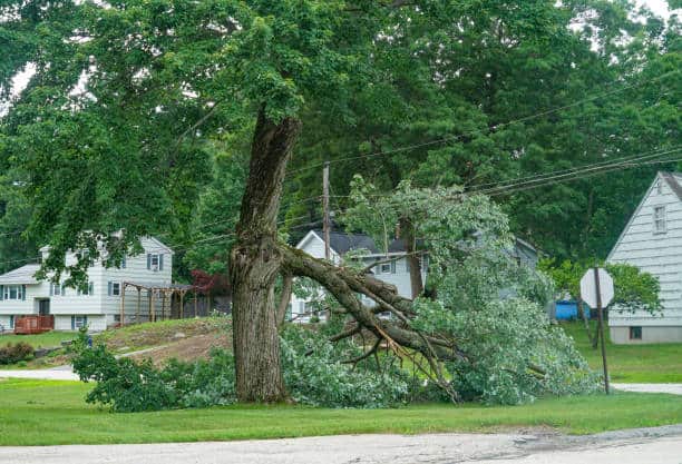 24/7 emergency tree service