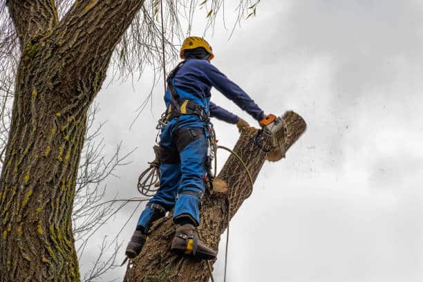 Tree removal service
